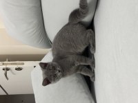 Yeni yuvasını arıyor british shorthair
