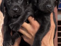 Labrador bebeklerimiz