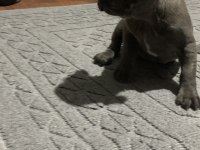 50 günlük french bulldog yavrular