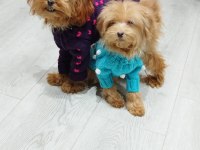 Tüy Dökmeyen Maltipoo Yavru