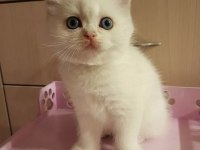 BRİTİSH SHORTHAİR YAVRULARI