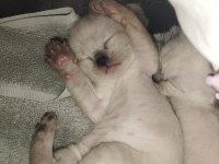 20 ŞUBAT DOĞUMLU SİYAM KEDİSİ KEDİLER