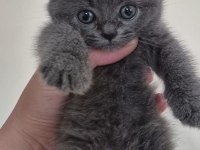 BRİTİSH YAVRULAR YENİ YUVASINI ARIYOR