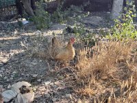 1 Adet ispenç 1 adet cüce tavuk