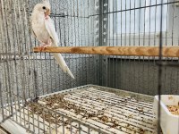 Albino Sultan Papağanı