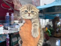 Irk Ve Sağlık Garantili Scottish Fold Yavrularımız