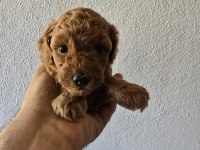 Yavru top poodle sağlık ve ırk garantilidir