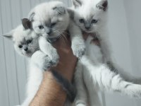 Blue point british shorthair yavrular
