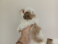 Shih-tzu yavrular