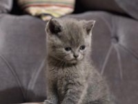 british shorthair