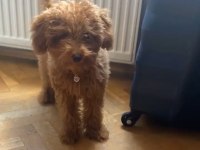 Aşılı Çipli Karneli Toy Poodle 5 Aylık