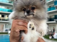 Pomeranian boo dişi tea cup