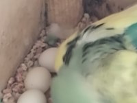 1 Yaşında yumurtalı çift muhabbet kuşu