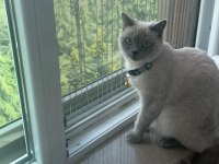 8 Aylık Dişi British Shorthair
