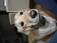 4 yaşında köpeğimiz adı ayran, sahiplendirmek istiyoruz