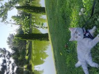 British longhair 7 aylık