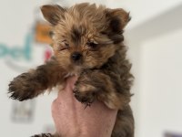 Çok özel exotic yorkshire terrier ziyarete açık