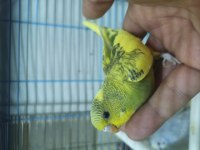 Bebek yavrular ve çeşitli yetişkinler