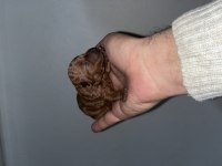 Rezerveye açık toy poodle bebekler