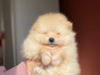 Erkek Pomeranian Yavrumuz