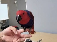 Yavru Eklektus Papağanları