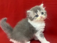 6 adet bi color silver shaded ve silver point kedimiz