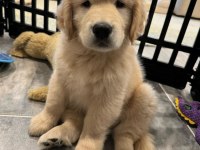 Evinizin yeni üyesi golden kapıda ödeme vardır