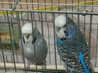 Jumbo takımı muhabbet kuşlar