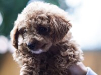 Safkan toy poodle