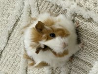 Ginepig yeni sahibini arıyor