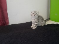 Bayram şekerleri scottish fold
