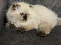 Himalayan yavrularımız