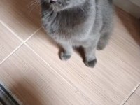 2 yaşında kedimiz dumanı sahiplendiriyoruz