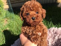 SAFKAN IRK KORE POODLE YAVRULARI
