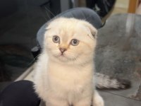 Oldukça tatlı bebek scottish fold