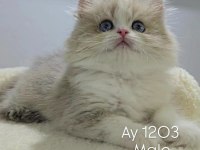 GOLDEN BRİTİSH YAVRULAR
