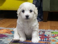 Yavrularımız 45. Gününü doldurmuştur maltese