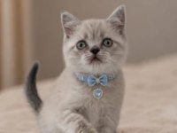 Son 2,5 Aylık Erkek British Shorthair