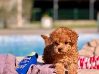 POODLE ÇİFLİĞİNDEN HARİKA BEBEKLER