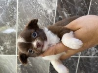 Orjinal Elma Kafa Uzun Kısa Tüy Yavru Şivava
