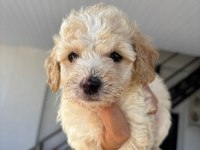Maltipoo yavrular Teacup bebekler