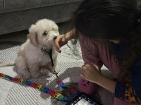 Bebek Maltipoo