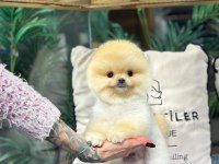 Ailenizin Yeni Üyesi Pomeranian Boo Yavrularımız