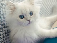 Maviş göz british longhair