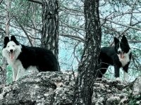 İNGİLTERE İSKOÇYA KÖKENLİ BORDER COLLIE YAVRULARI