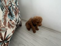 Koyu renk Dişi Poodle