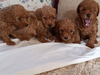 Toy poodle bebekler ev üretimi safkan Kore kan Çorlu