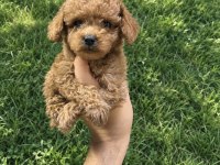 Toy Poodle Yavrumuz
