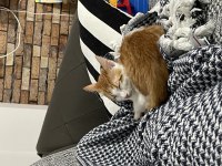 Yavru Kedimiz Aşılı Herşeyi Var