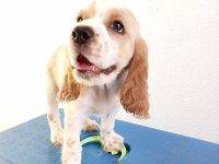 Cocker yavru sahiplendirme